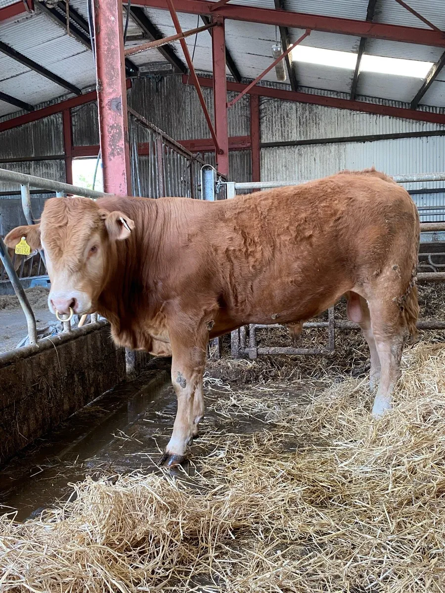 Limousin bull - Image 3