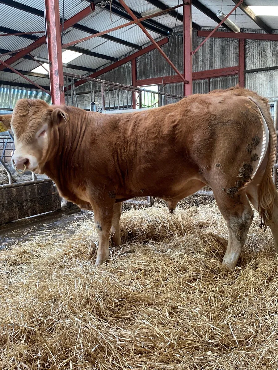 Limousin bull - Image 4