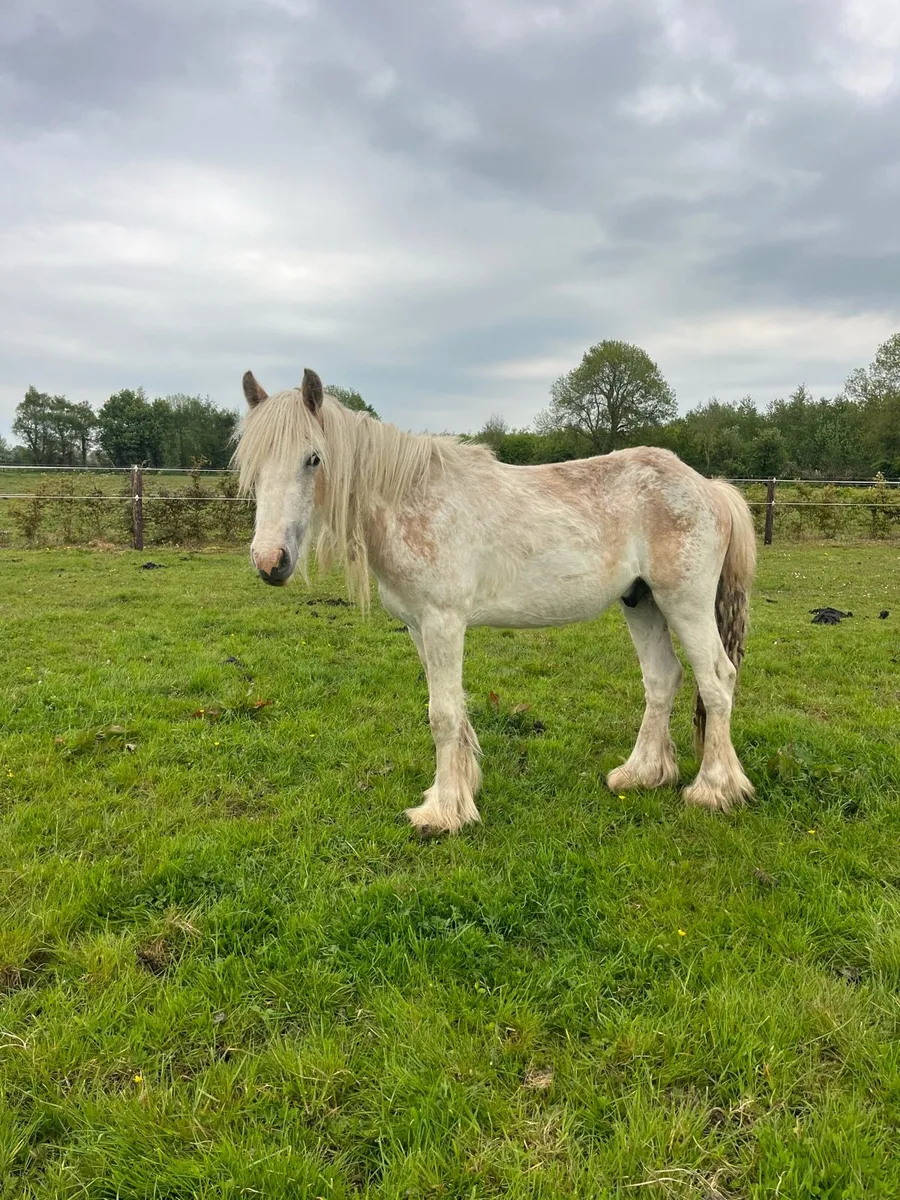 14 months old gelding - Image 1