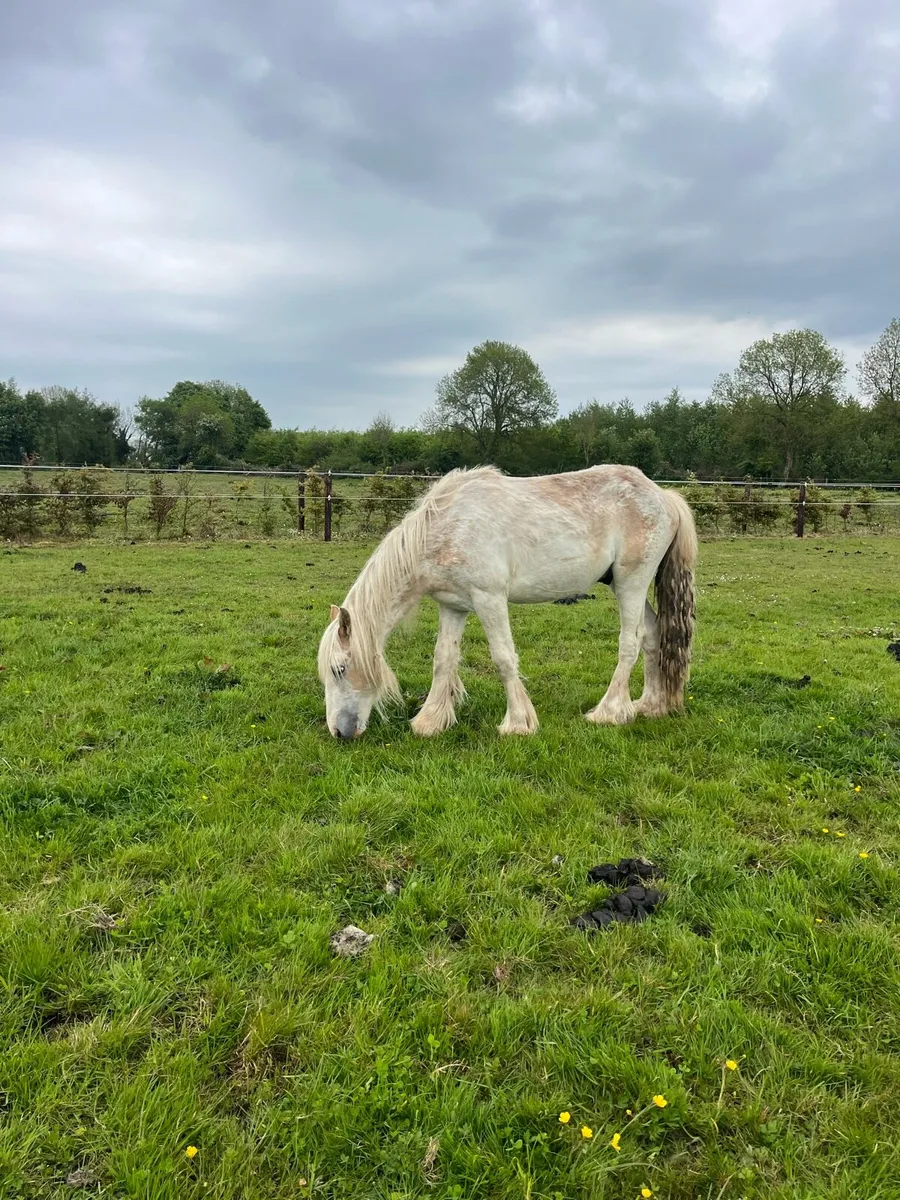 14 months old gelding - Image 2