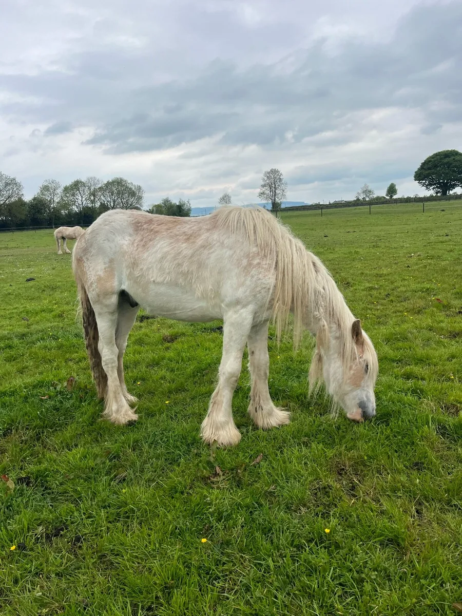 14 months old gelding - Image 3