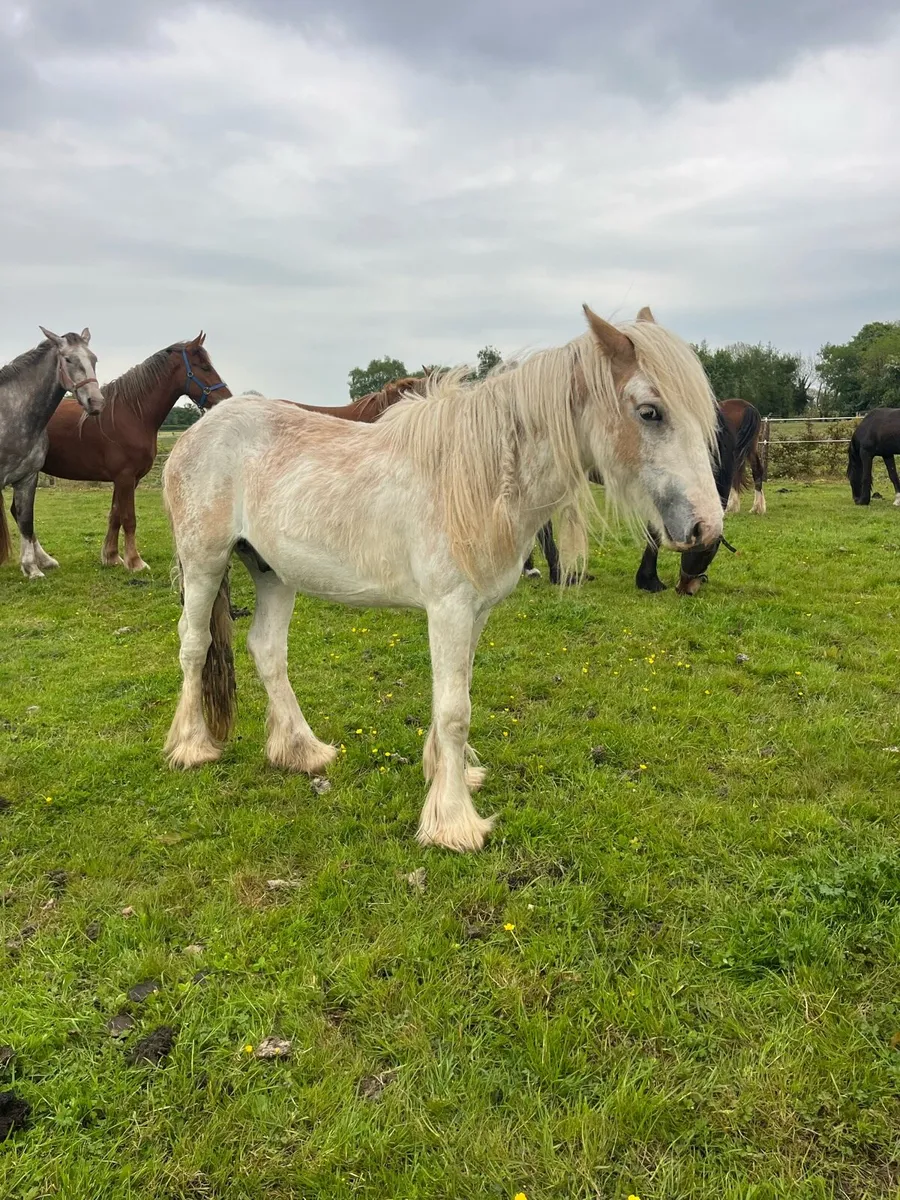 14 months old gelding - Image 4