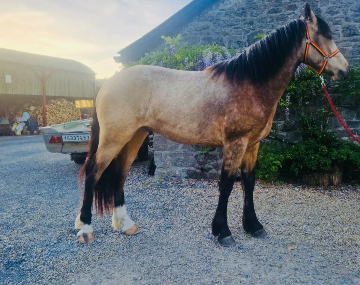 Connemara  Gelding - Image 1