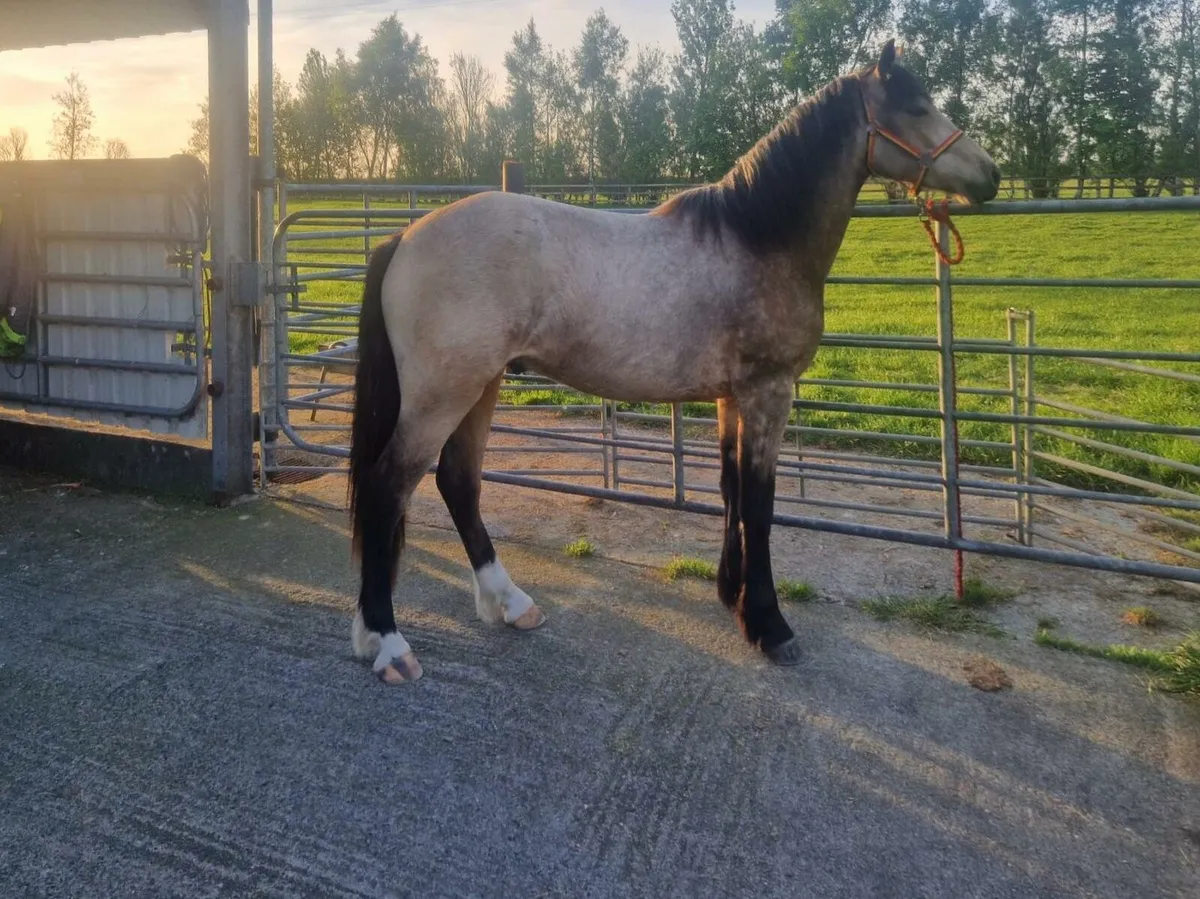 Connemara  Gelding - Image 2