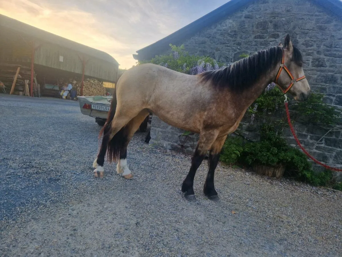 Connemara  Gelding - Image 3
