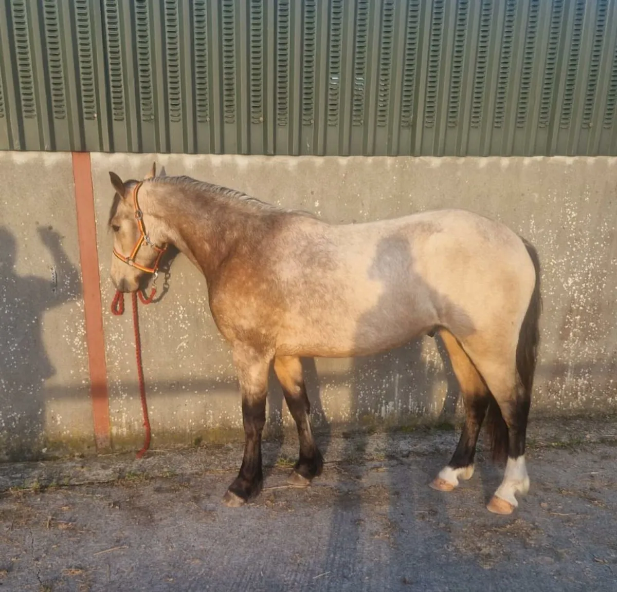 Connemara  Gelding - Image 4