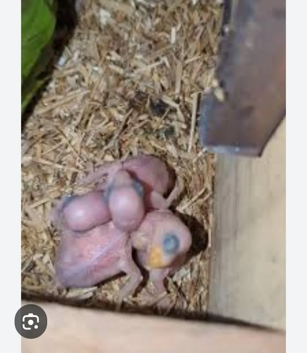 Wanted male gouldian - Image 2