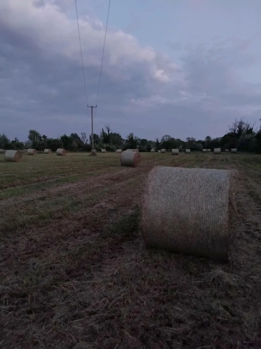 Rush hay fir sale - Image 1