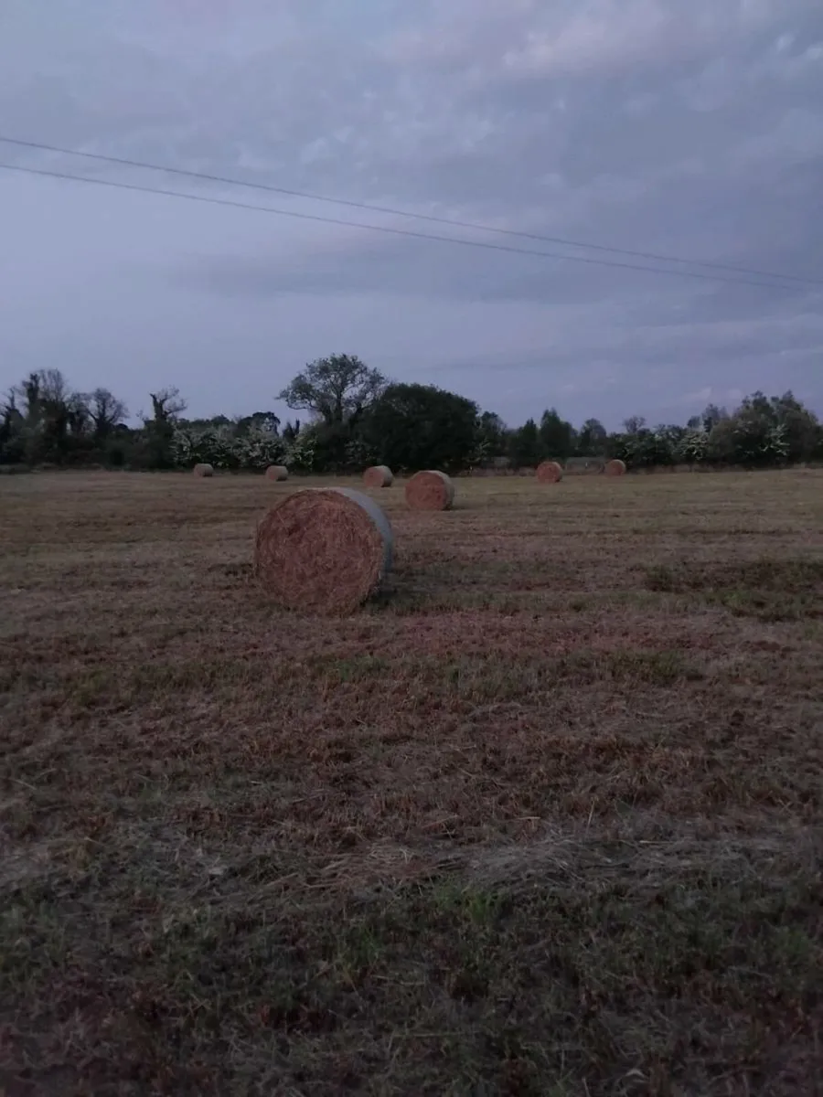 Rush hay fir sale - Image 2