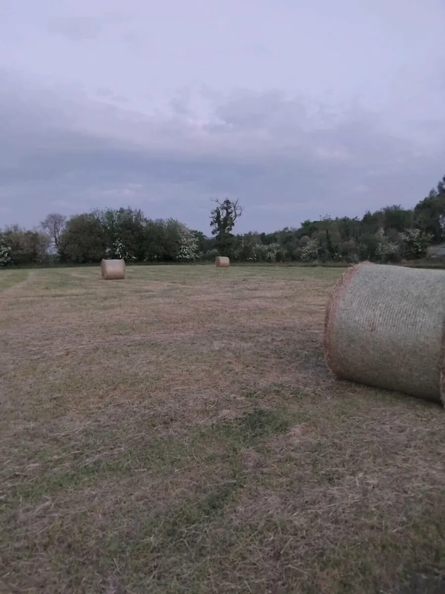 Rush hay fir sale - Image 3