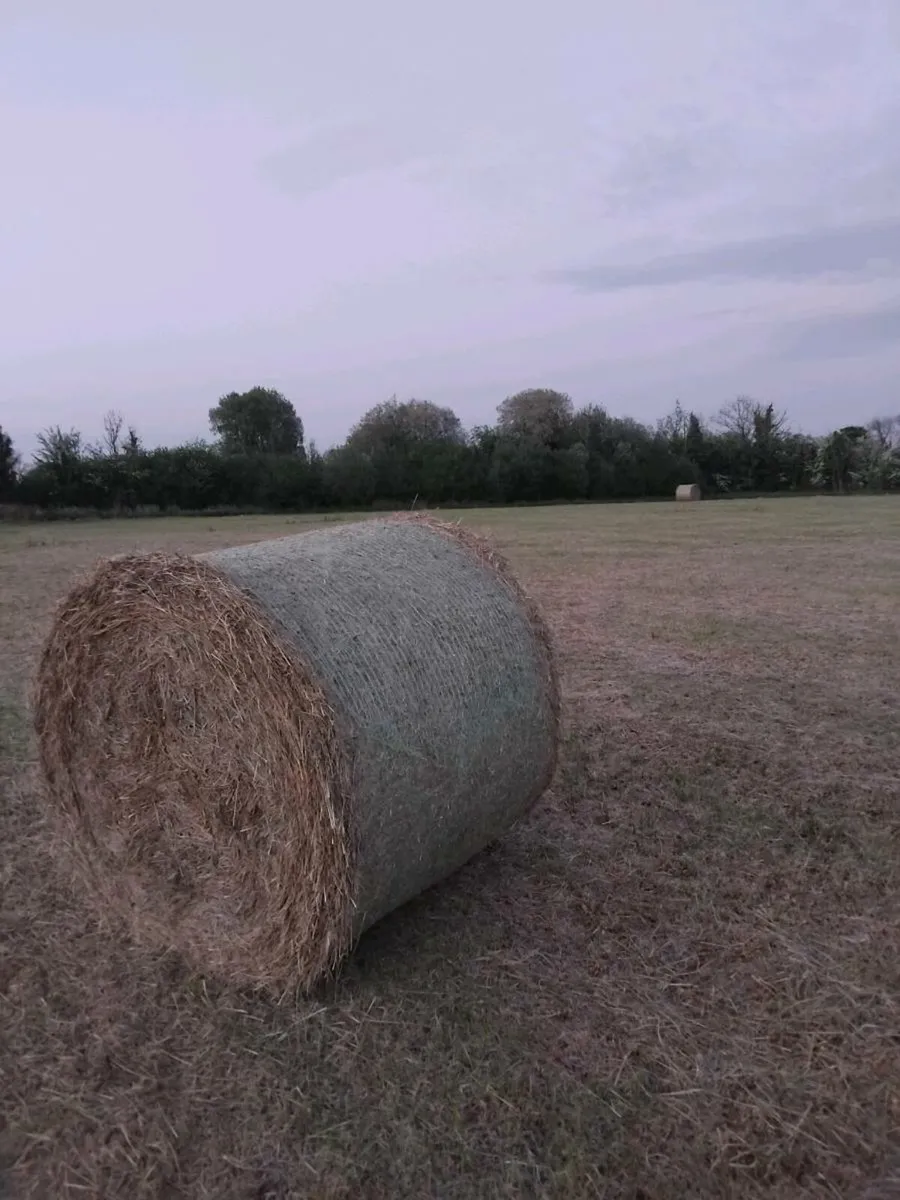Rush hay fir sale - Image 4