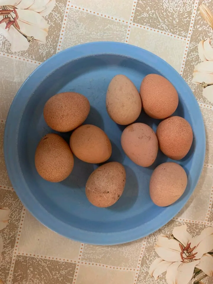 Eggs - Image 1