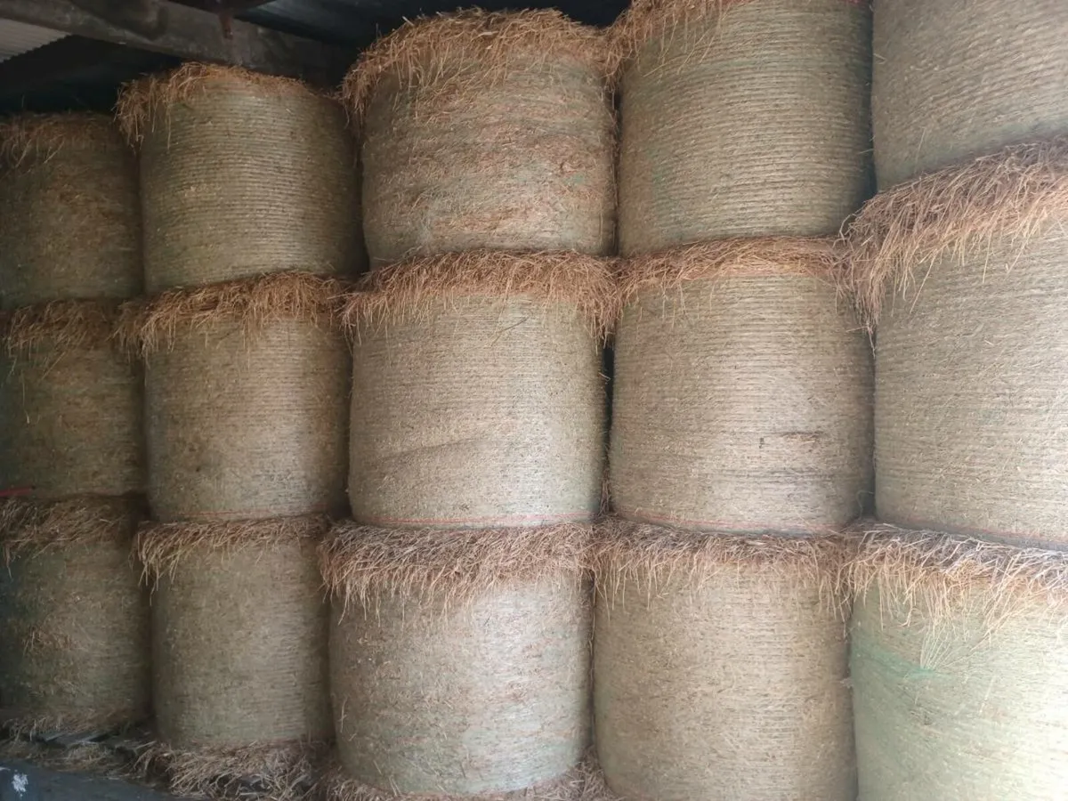 50 bails of 2024 barley straw for sale
