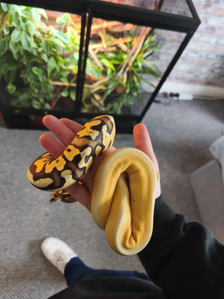 Snakes for sale - Image 3