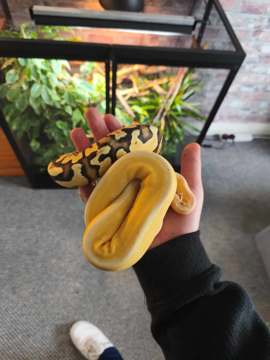 Snakes for sale - Image 4