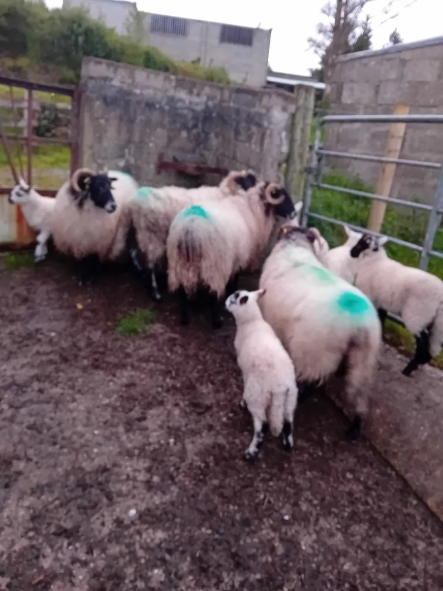 5 aged ewes with 6 lambs at foot - Image 1