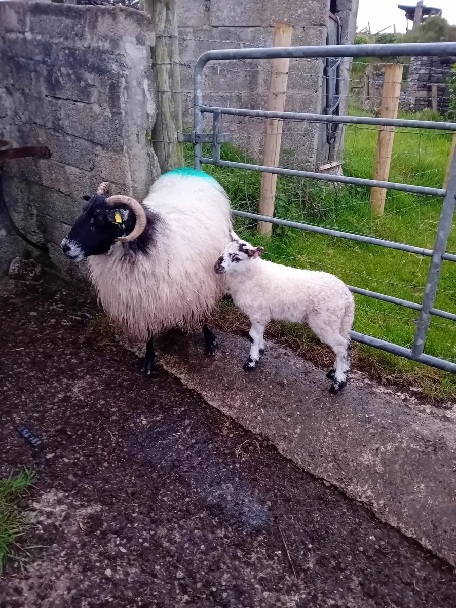 5 aged ewes with 6 lambs at foot - Image 2