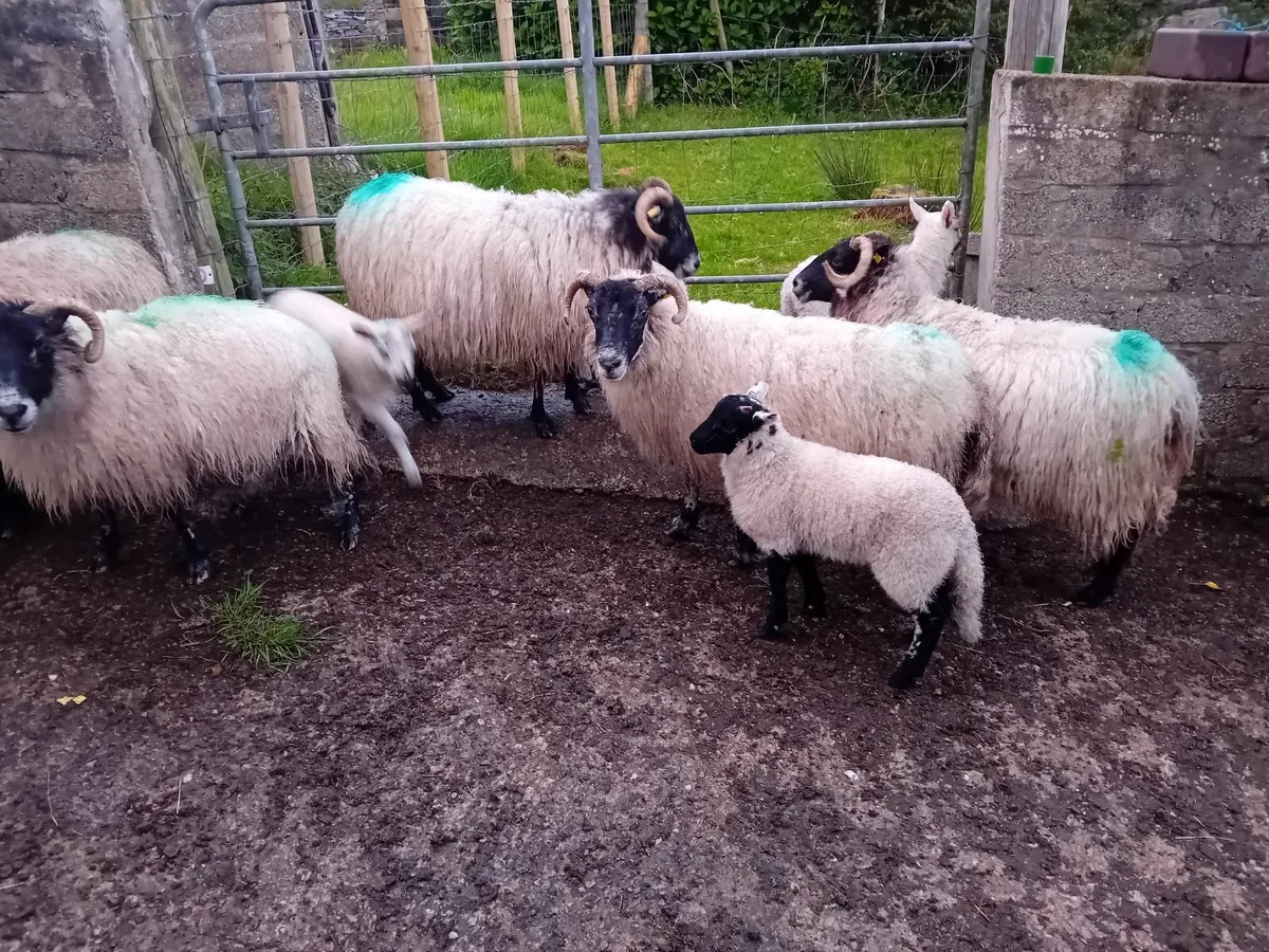 5 aged ewes with 6 lambs at foot - Image 3