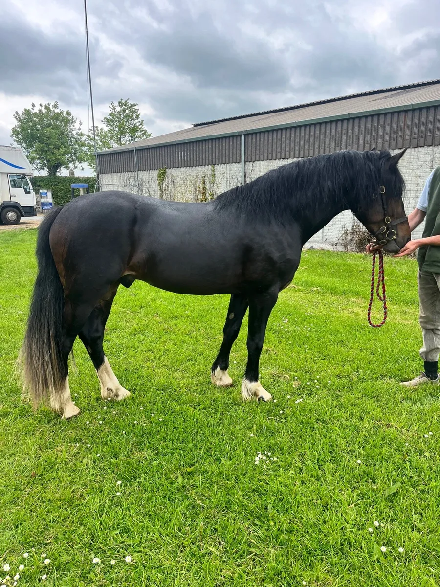 Welsh Section D Stallion at Stud - Image 1