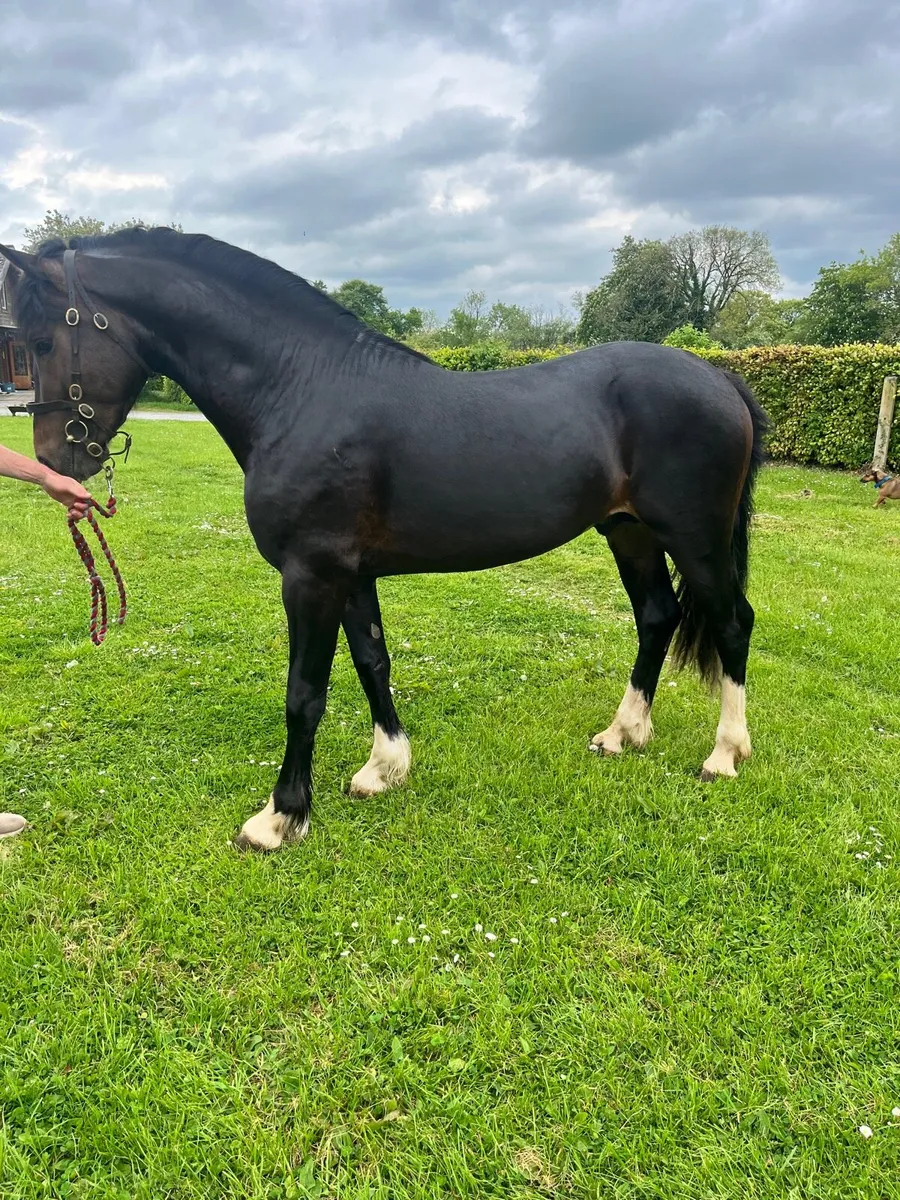 Welsh Section D Stallion at Stud - Image 2