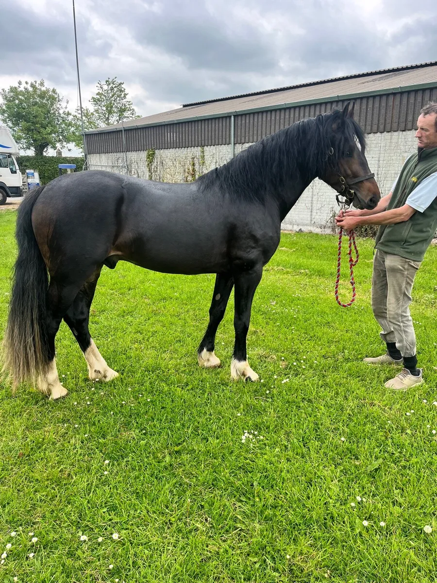 Welsh Section D Stallion at Stud - Image 3