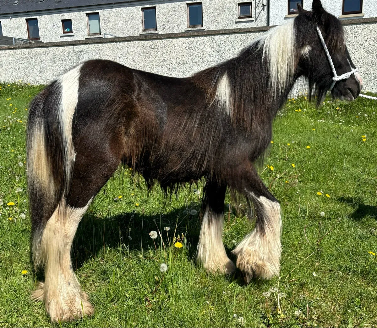 Rare type Irish cob - Image 1