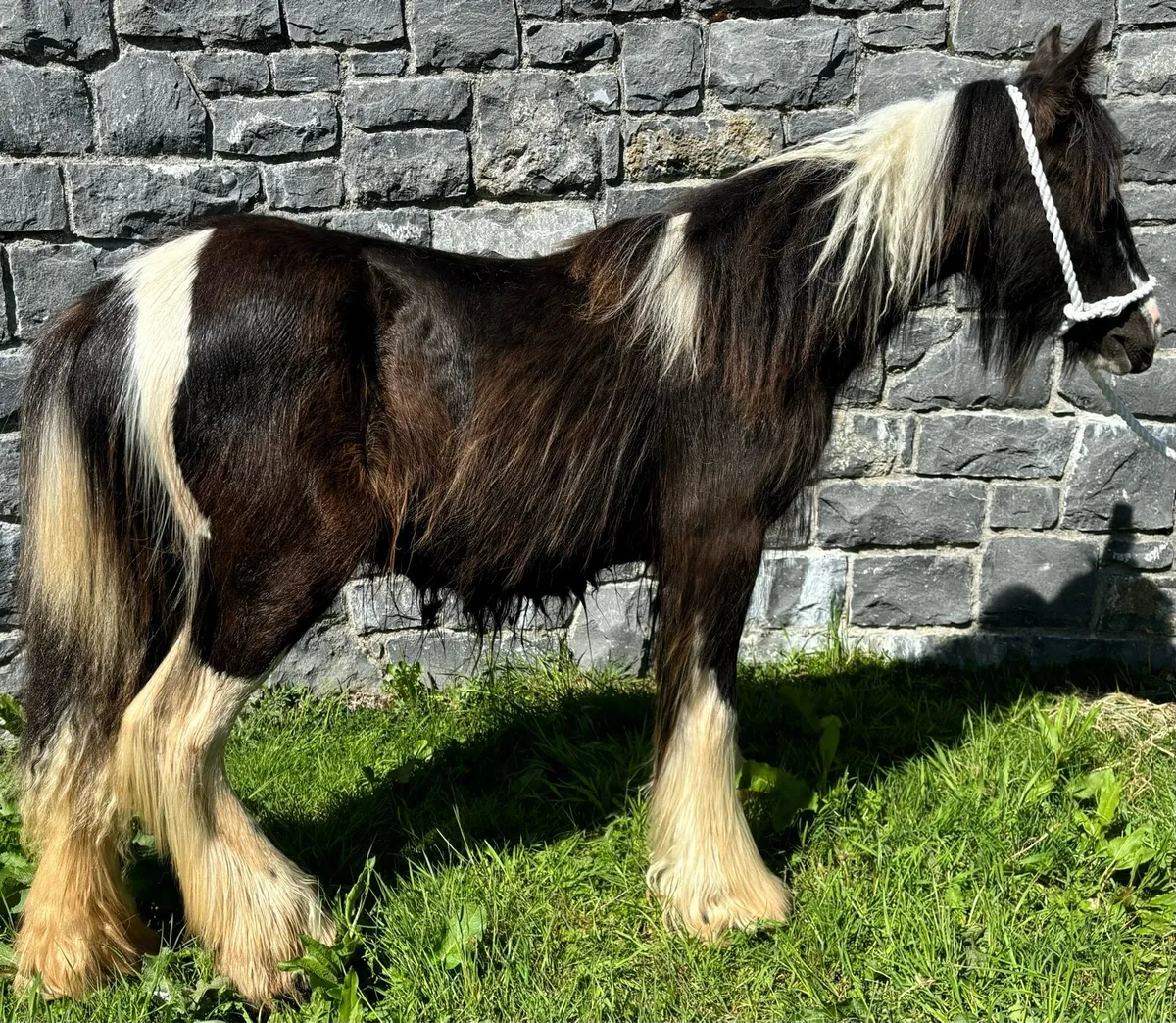 Rare type Irish cob - Image 2