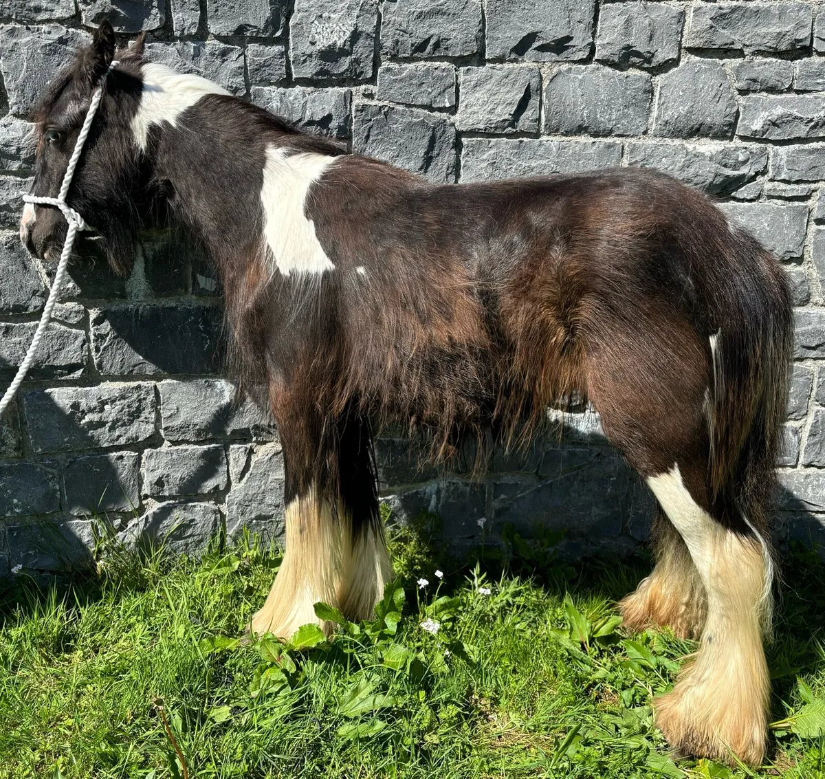 Rare type Irish cob - Image 3