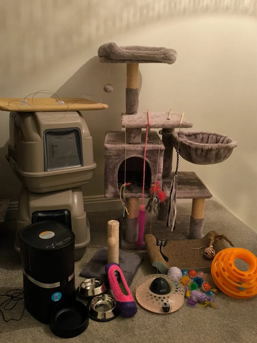 Cat Accessories