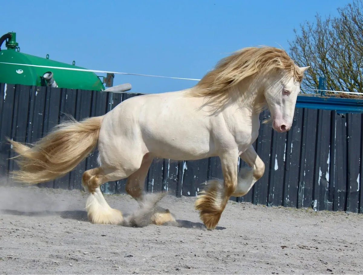 Rare type Irish cob - Image 4