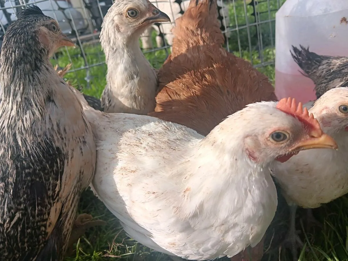 8 week old Stunning bantam chicks - Image 1