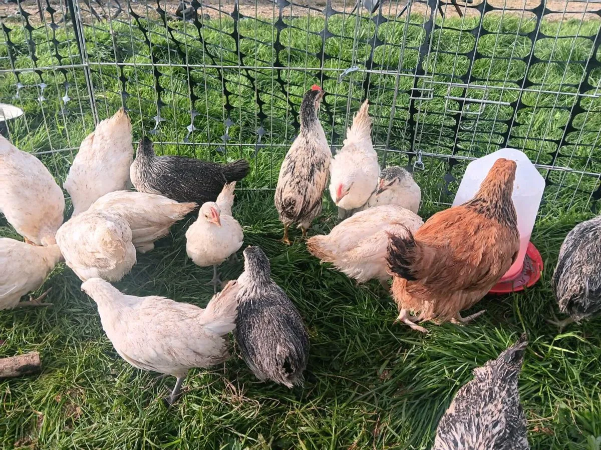 8 week old Stunning bantam chicks - Image 2