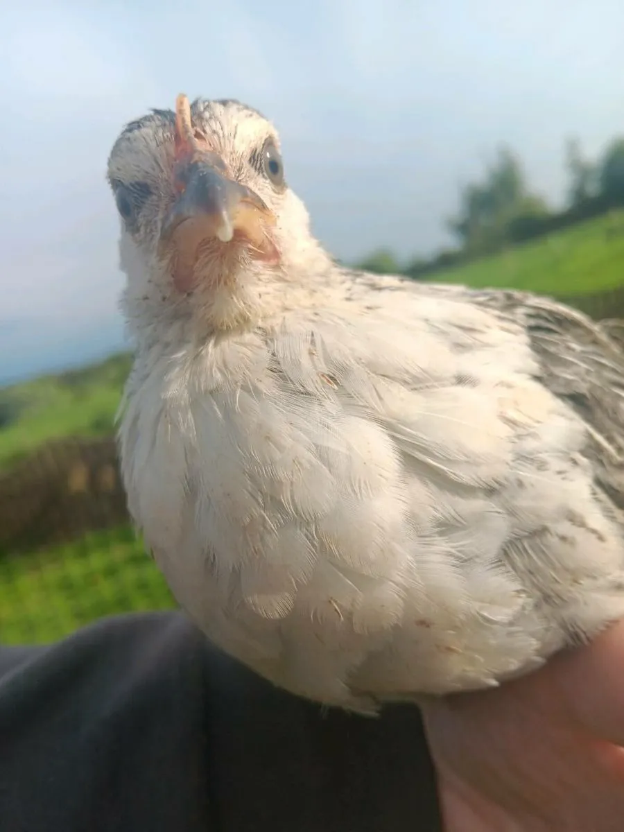 8 week old Stunning bantam chicks - Image 3
