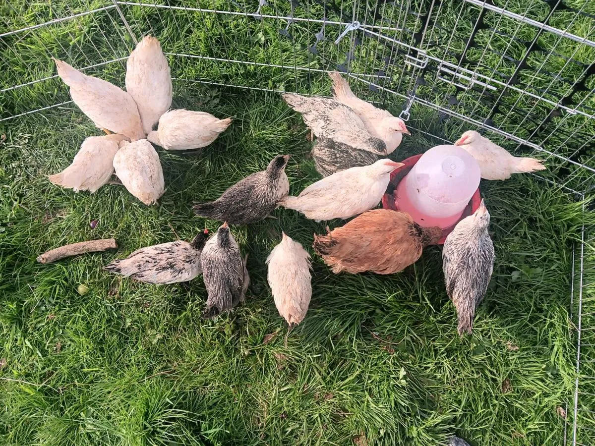 8 week old Stunning bantam chicks - Image 4
