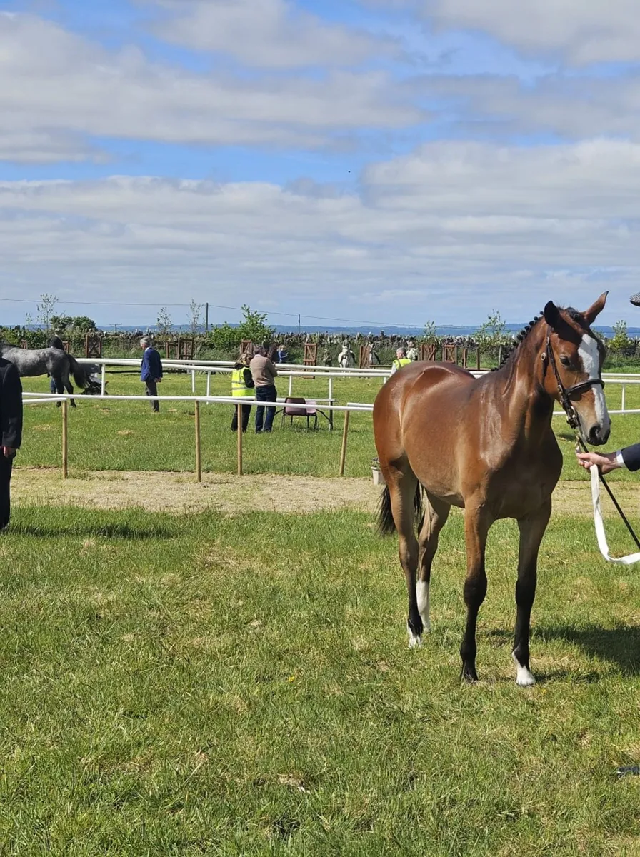 Outstanding yearling  filly ish - Image 2