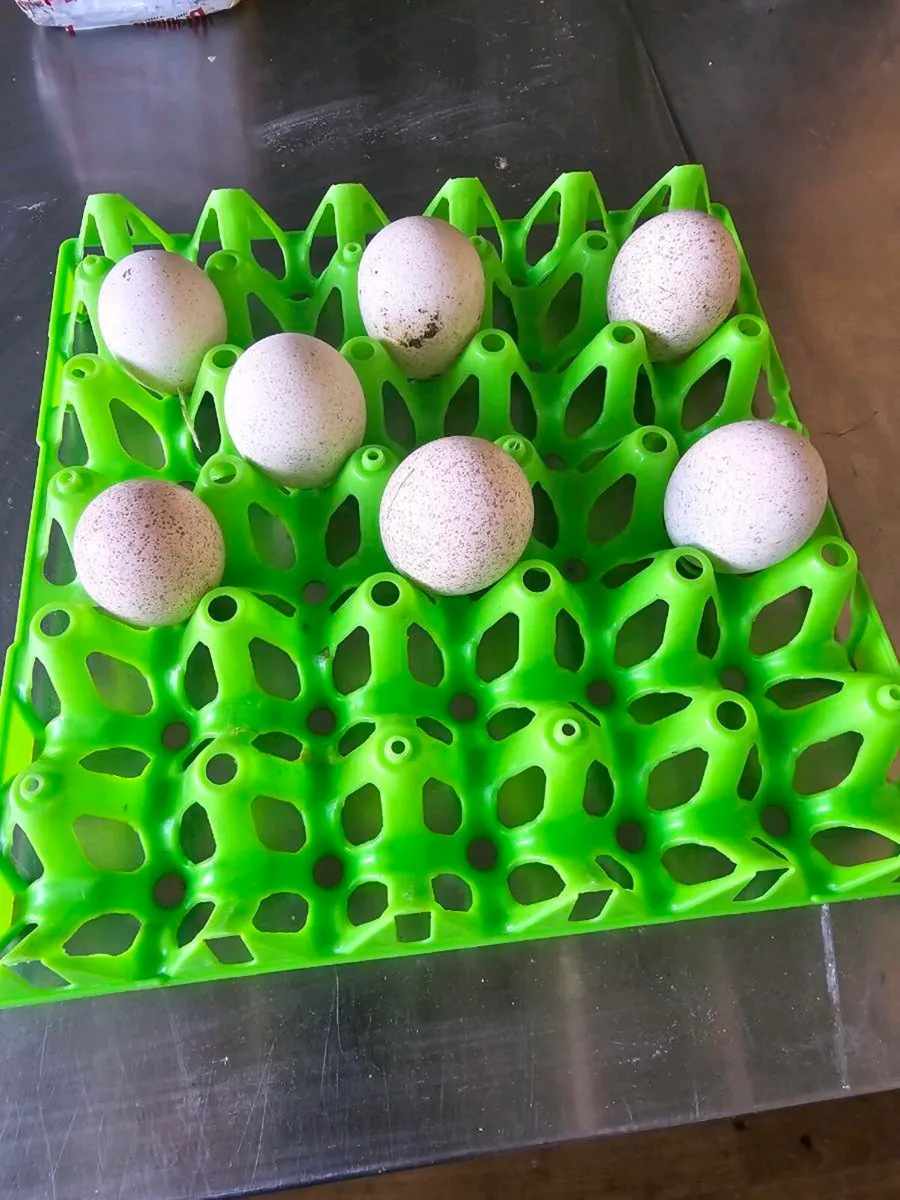 Turkeys eggs