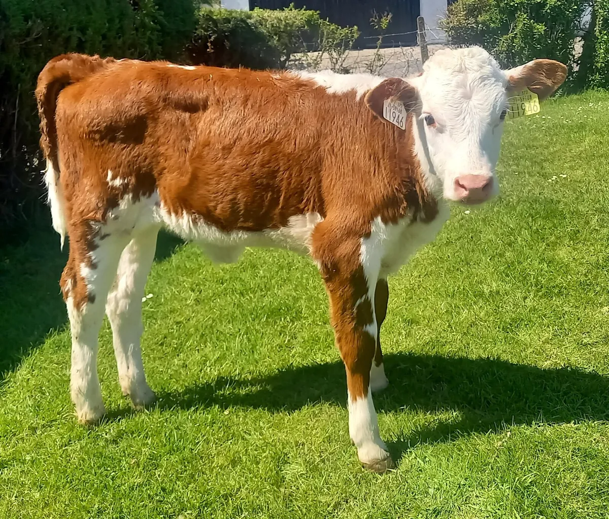 HEREFORD  HEIFER  CALF