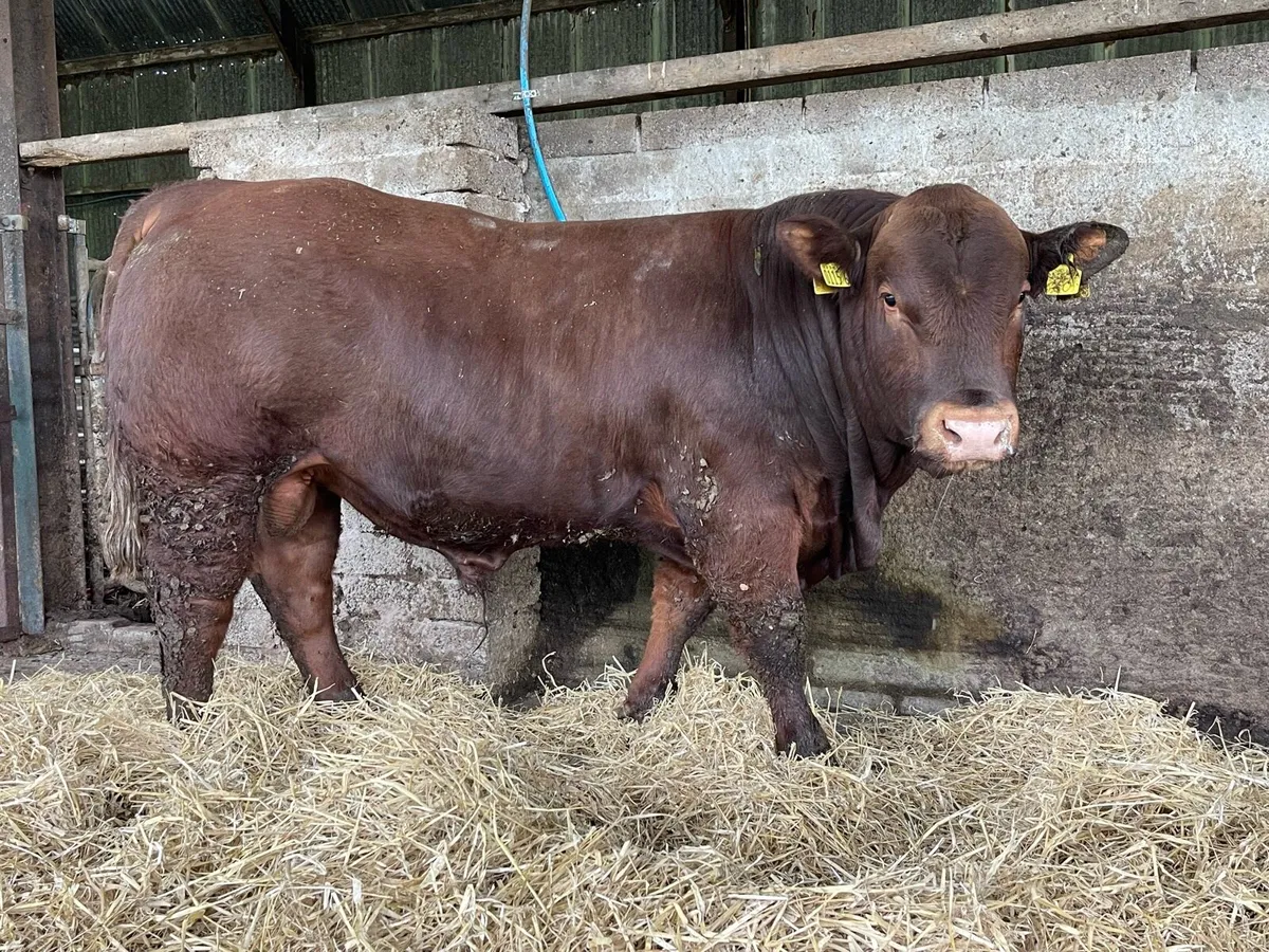 Stabiliser Bulls - Image 1