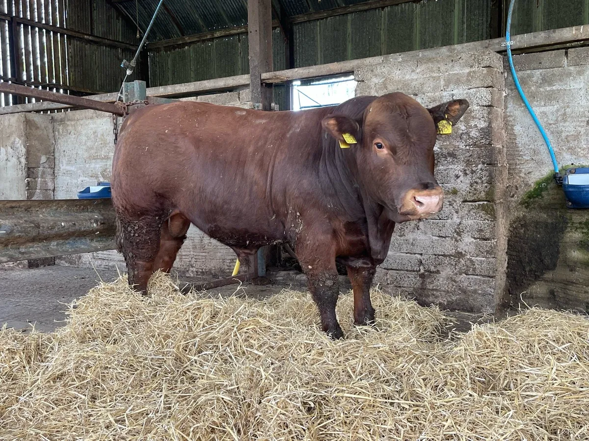 Stabiliser Bulls - Image 2