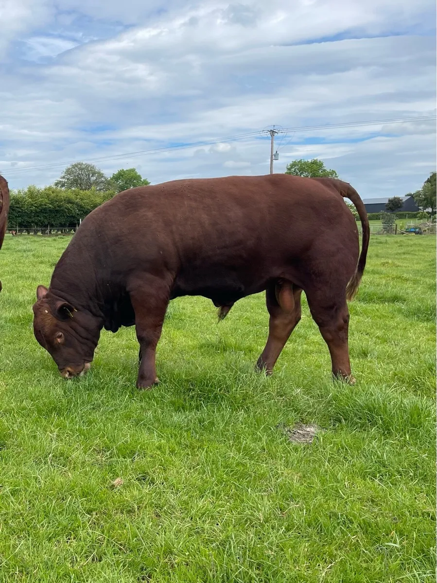 Stabiliser Bulls - Image 3
