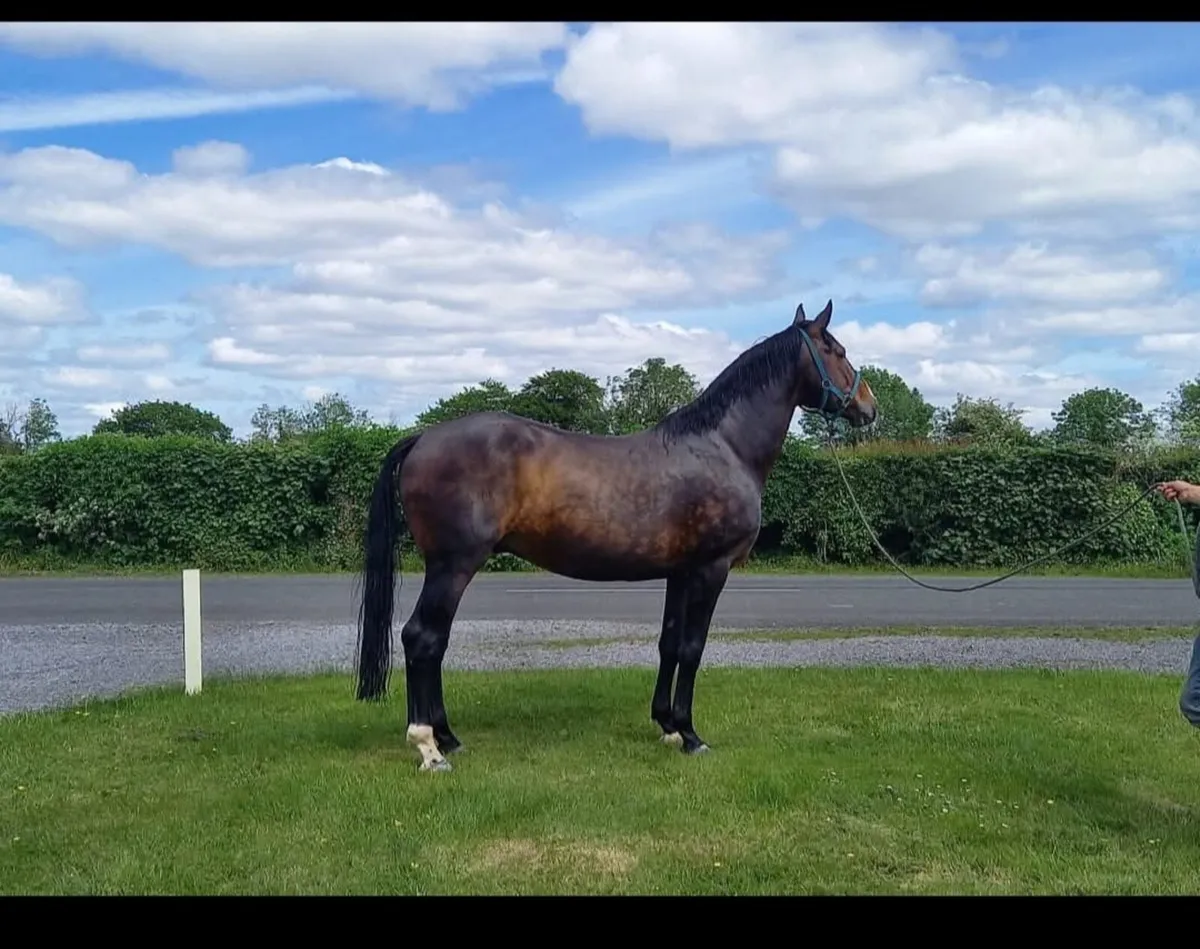 4 Ways Irish  At stud - Image 1