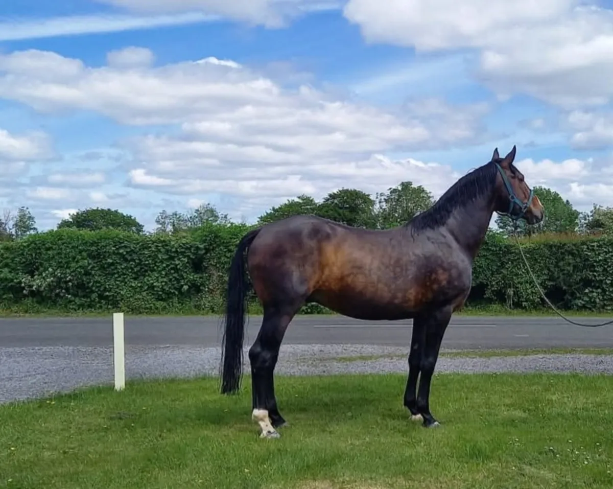 4 Ways Irish  At stud - Image 2