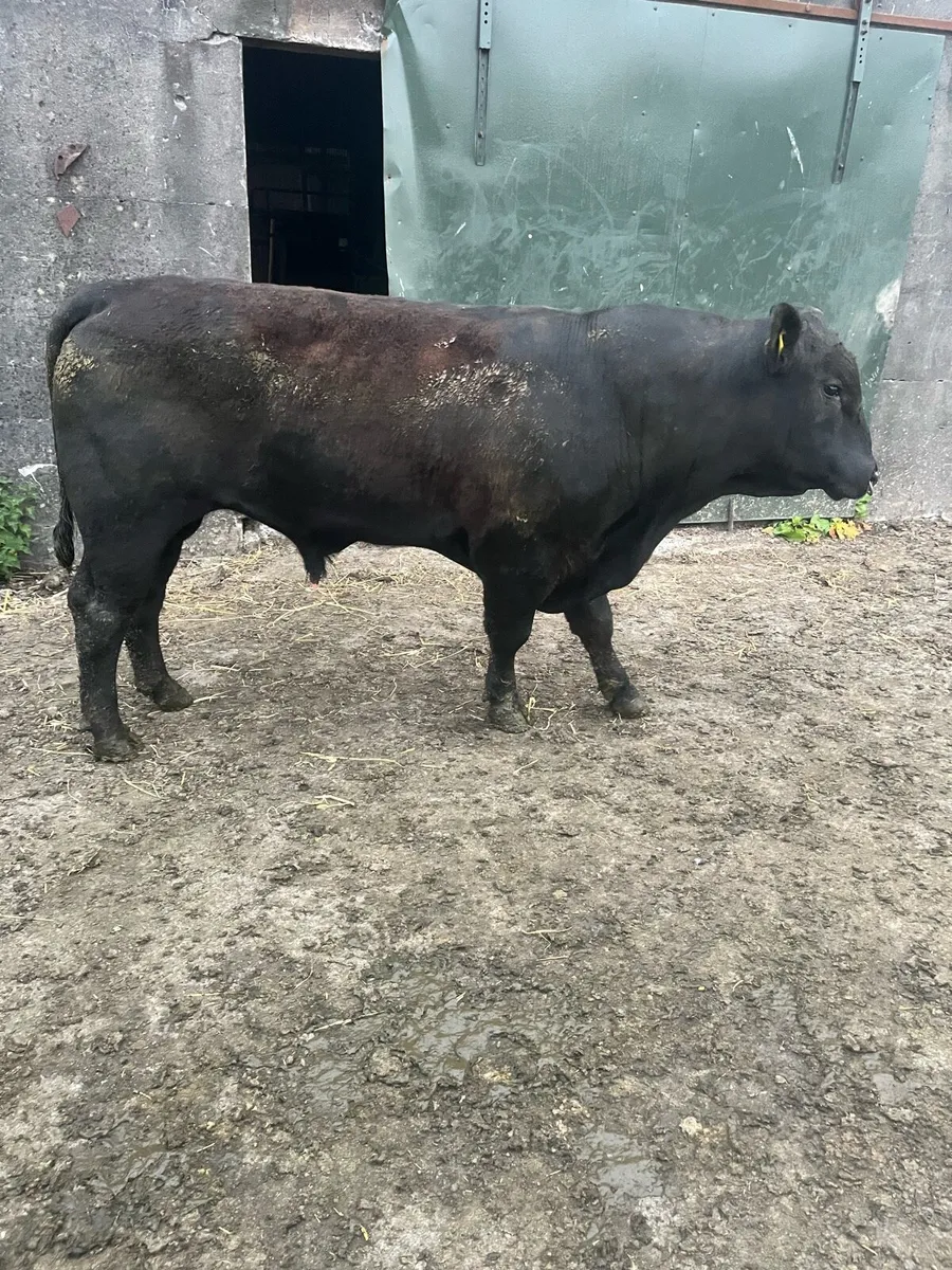 Angus bull 2 yr old - Image 1