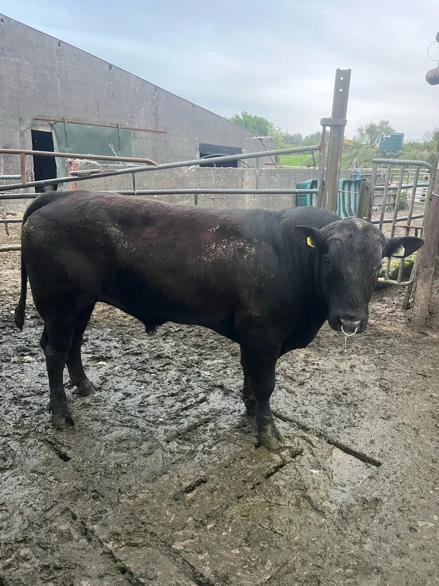 Angus bull 2 yr old - Image 2