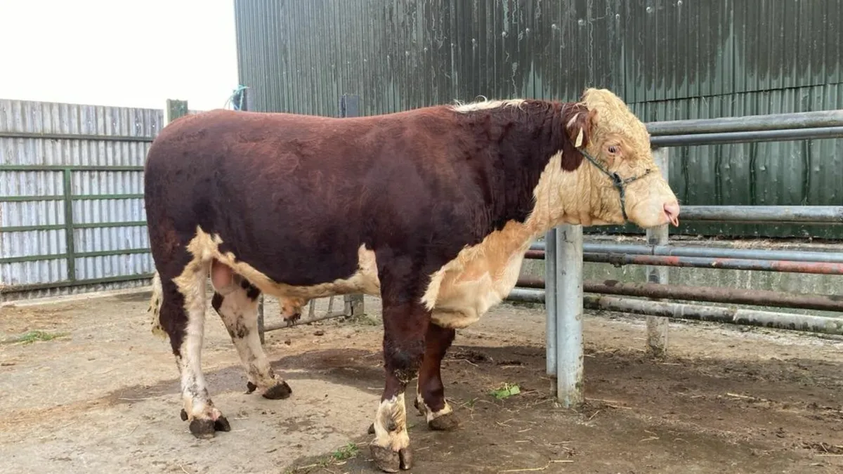 Hereford Bull - Image 1