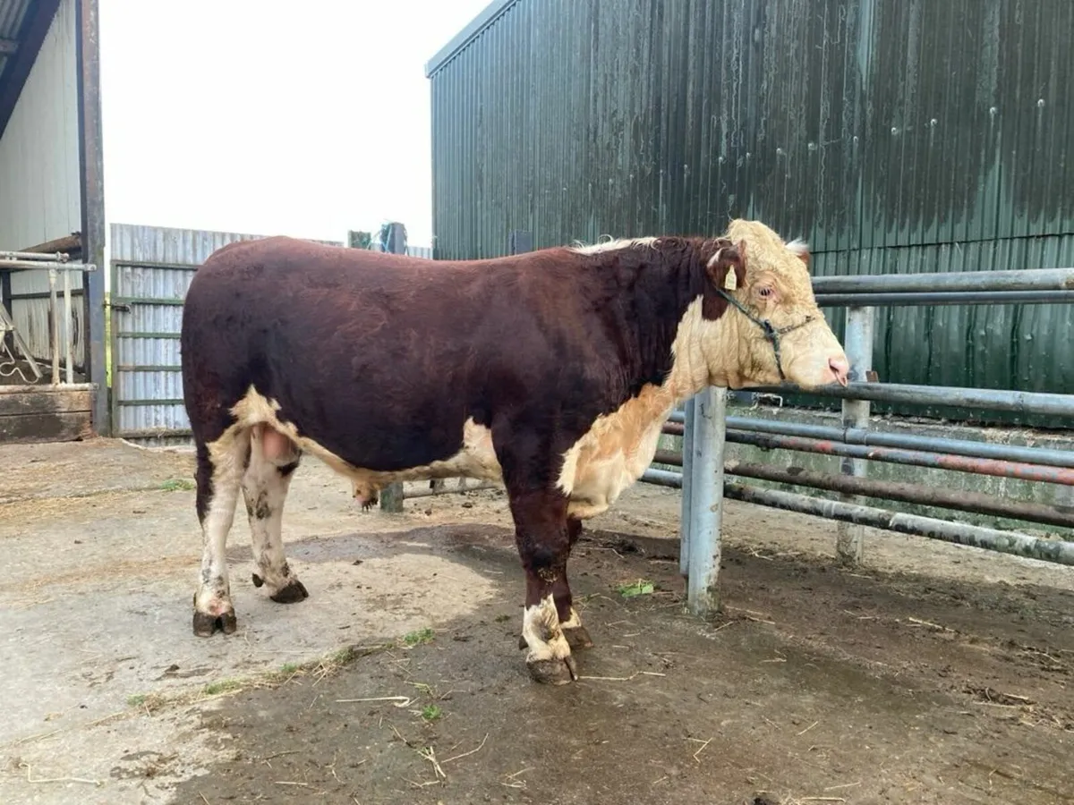 Hereford Bull - Image 3