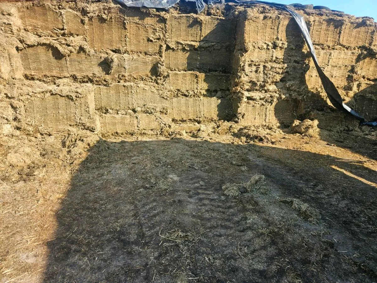 Top quality pit silage - Image 2