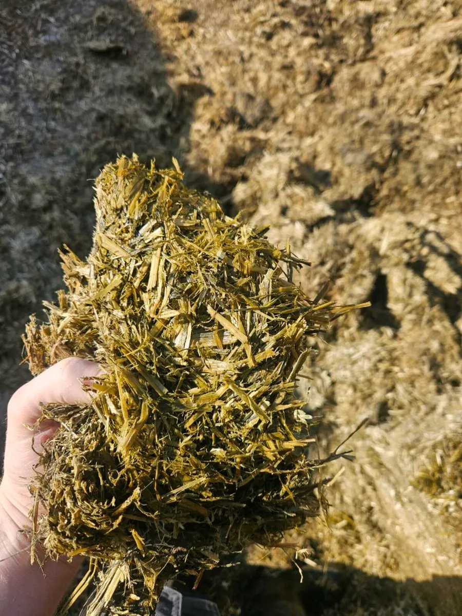 Top quality pit silage - Image 4