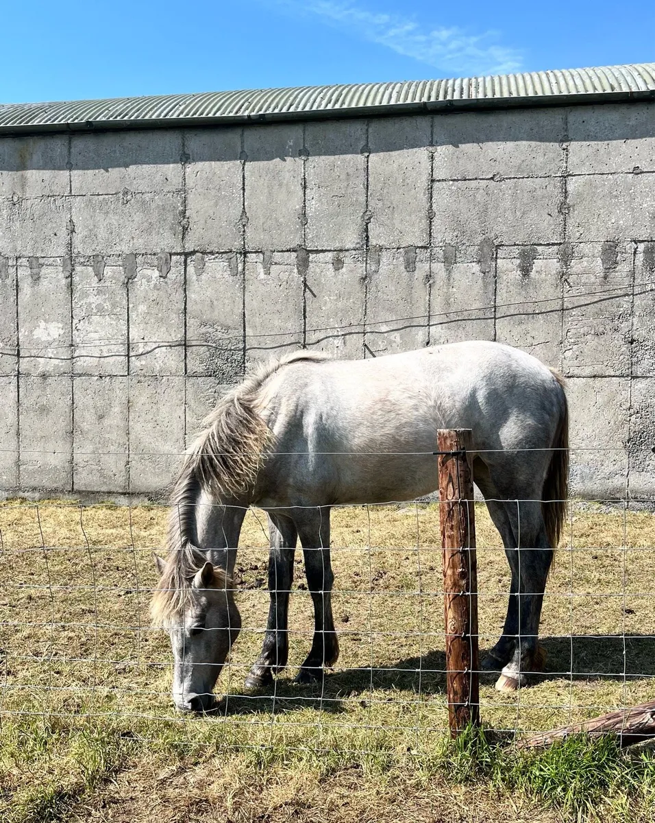 Connemara Fillies - Image 1