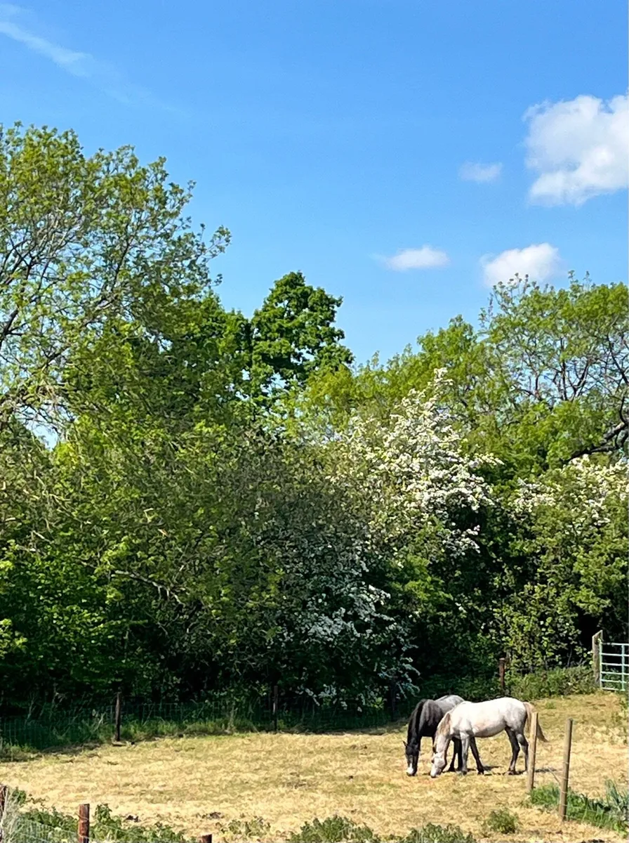Connemara Fillies - Image 2